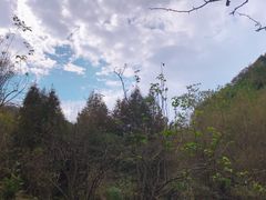 景点-都江堰中华大熊猫苑