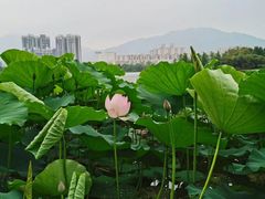 -飞来湖湿地公园