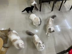 -猫咪咖啡店(新城大街店)