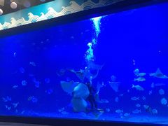 -烟台海昌鲸鲨海洋公园