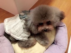 -Oh My Dog宠物沙龙(伊珊娜皮毛护理店)