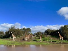 -威勒比开放式动物园