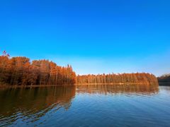 -上海海湾国家森林公园