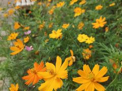 -荔枝公园(福田区)