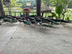 -西双版纳原始森林公园