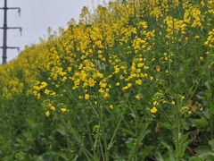 -两河城市森林公园