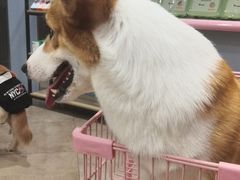 -汪说·狗咖(旺城大厦店)
