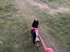 -南京Hallo宠物乐园·哈罗犬舍·柴犬繁育基地