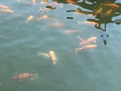 -长春市南湖公园