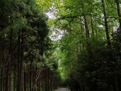 -东平国家森林公园