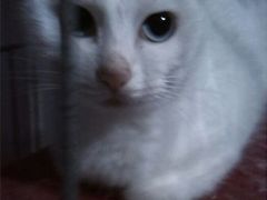 android_upload_pic-游人馆·桌游狼人杀团建馆(人广书城店)