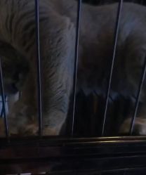 -飛凡TATTOO纹身•原创