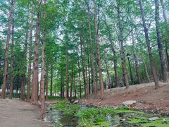 -白水寺森林公园