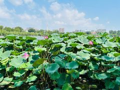 -济南大明湖景区