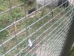 -青藏高原野生动物园