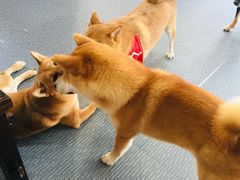 -柴源莊·柴小宠柴犬咖啡