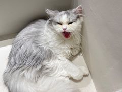 -怪兽屋·羊驼·猫咖·狗咖(俊华广场店)