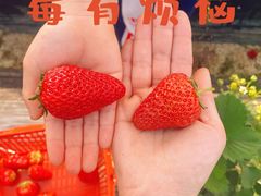 -胜丰草莓采摘园