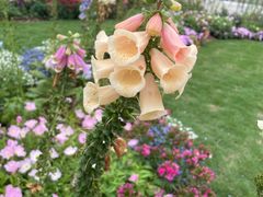 -深圳国际园林花卉博览园