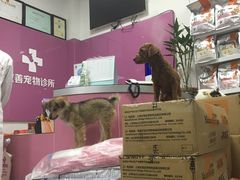 -致善宠物医院(体育路店)
