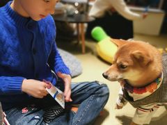 -逗柴咖啡屋·狗咖猫咖宠物桌游