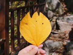 -王顺山国家森林公园