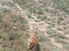 -新疆天山野生动物园