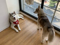 -Husky Go! 哈士奇体验馆·宠物咖啡厅狗咖