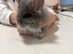 -瑞派·关忠动物医院·异宠专科·犬猫肿瘤·皮肤专科(望京店)