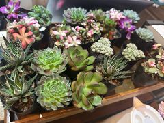 -肥朵食堂(带梦胡同店)