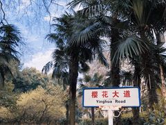 -武汉大学-樱园