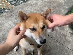 -柴犬高等学院·狗咖·柴犬售卖·宠物训练