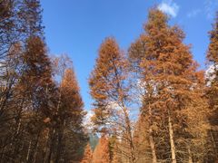 -小芝红树林