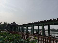-莲花池公园
