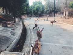 -清迈夜间动物园