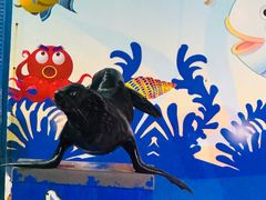 -太平洋海底世界