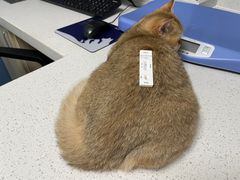 -凯瑞希宠物医院·狂犬免疫·微创·皮肤科