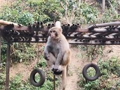 -西双版纳原始森林公园