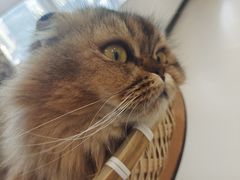 -共舞时光猫咖·狗咖(新街口店)