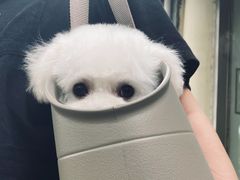 -宠爱多约克夏马尔济斯泰迪小型犬专卖