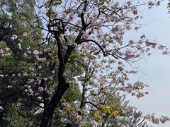 -东山湖公园