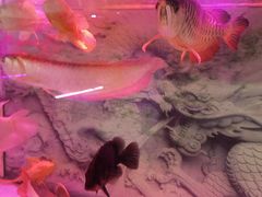 -龙大花卉苗木市场