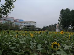 -百万葵园