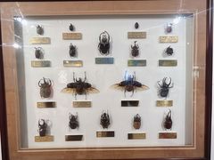 -上海昆虫博物馆