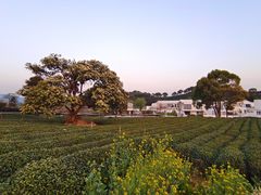 -龙坞茶村