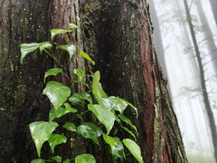 -武陵山森林公园