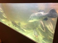 -Qiqihar Charcoal BBQ Caulfield 犇齐齐哈尔烤肉