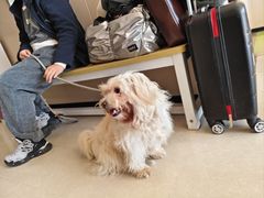 -瑞鹏宠物医院(大运分院)