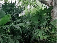 -刘胖子家常菜·蹄花焖藕(兴业店)