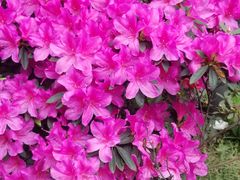 -金科花卉市场